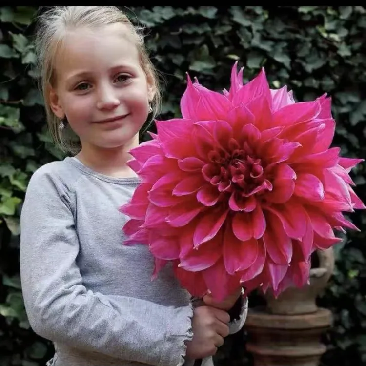 2025年进口大丽花种球多年生花期4-10月盆栽地栽当年开花