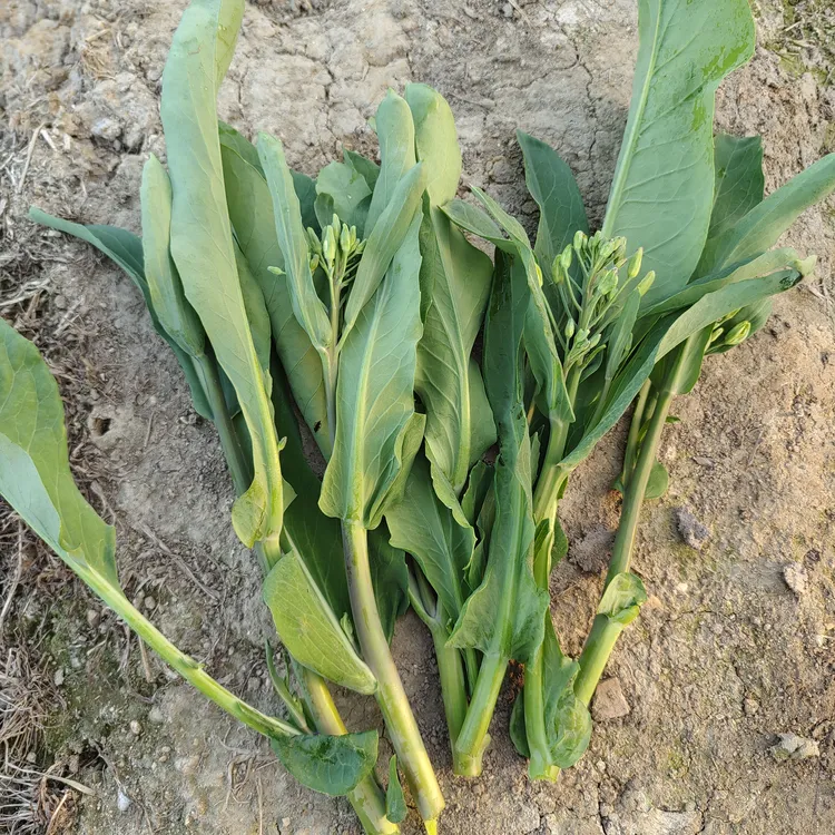 【潮汕芥兰花-和其他本地当季蔬菜组合优惠装顺丰包邮