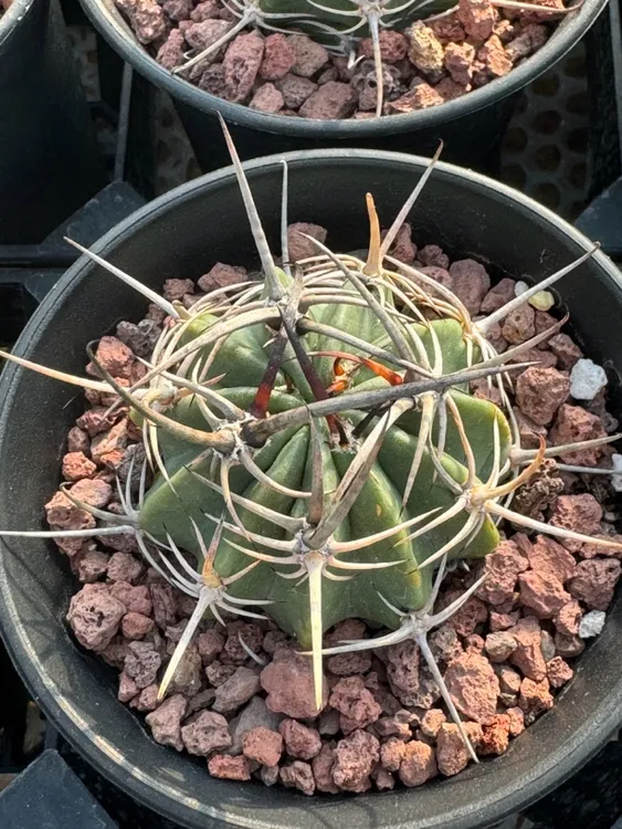仙人球 多肉 狂风丸丽花球属