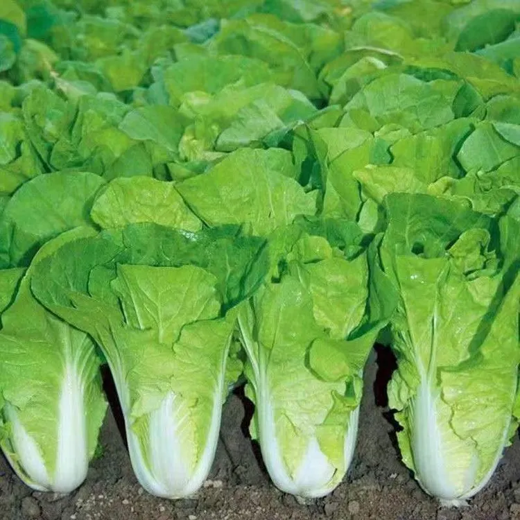 【20天速生】奶油快菜种子四季小白菜蔬菜青菜菜籽快菜籽菜种