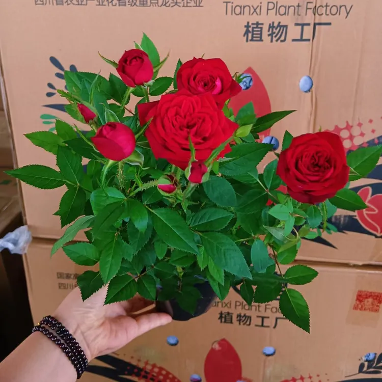 [带花苞发货]红玫瑰玫瑰鲜花黄玫瑰花盆栽四季开花不断情人节玫瑰