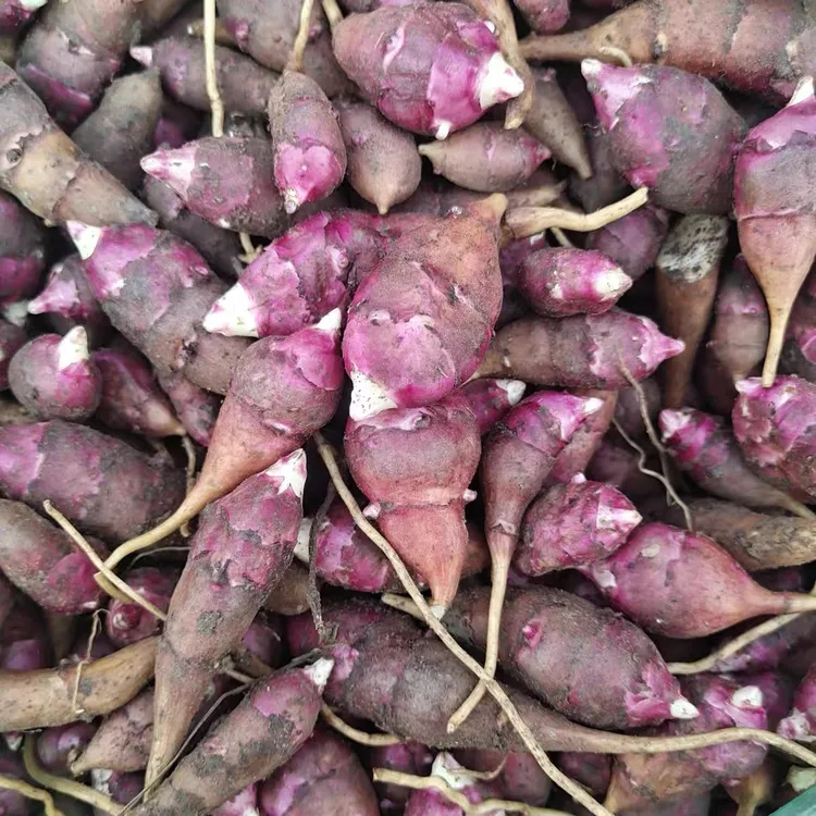 东北新鲜洋姜野生姜不辣地环菊芋腌制咸菜籽凉拌菜食用紫皮红3斤
