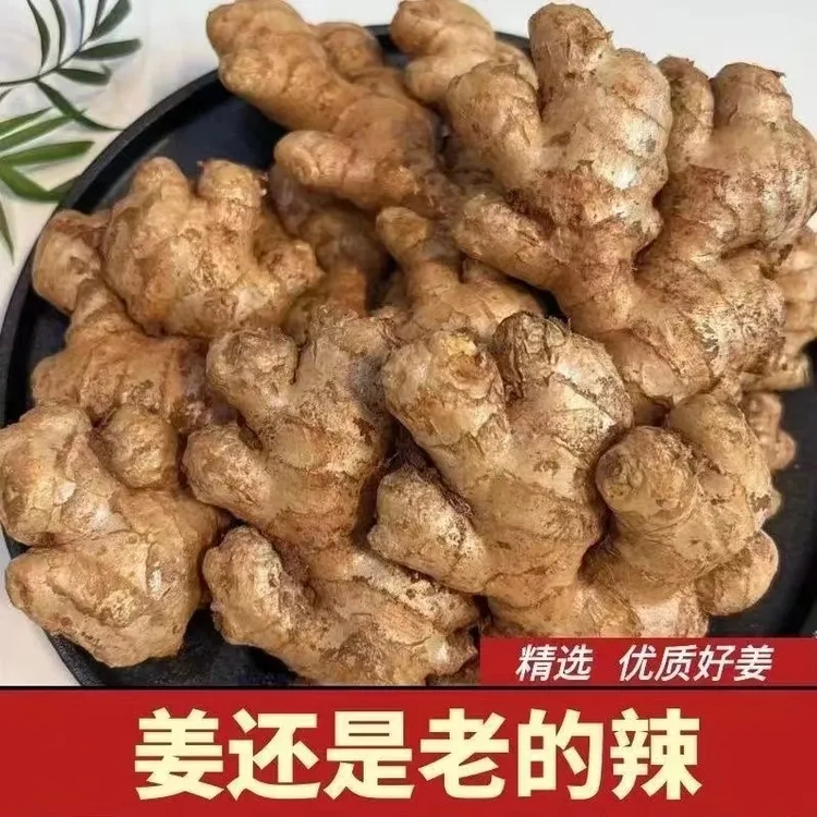 【出口级精品】云南小黄姜现挖香辣种植新鲜净重生姜鲜姜包邮美味