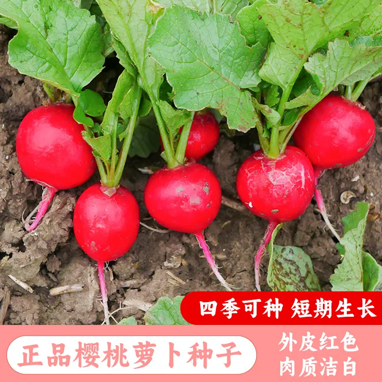 (拍2发3)樱桃萝卜种子迷你萝卜菜籽四季阳台盆栽早熟易种蔬菜种孑