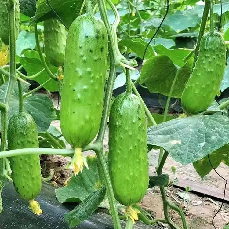 (拍2发3)满地爬黄瓜种子水果小黄瓜种籽春季四季盆栽无架蔬菜种孑商品图