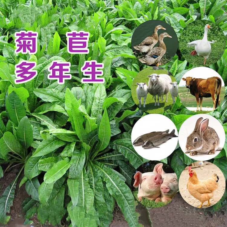 菊苣种子 多年生菊苣养殖 四季牧草 喂牛羊猪兔鸡鸭鹅鱼牧草耐寒商品图