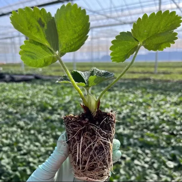 四季结果草莓苗奶油草莓种苗精品穴盘盆栽地栽红颜丹东四季结果