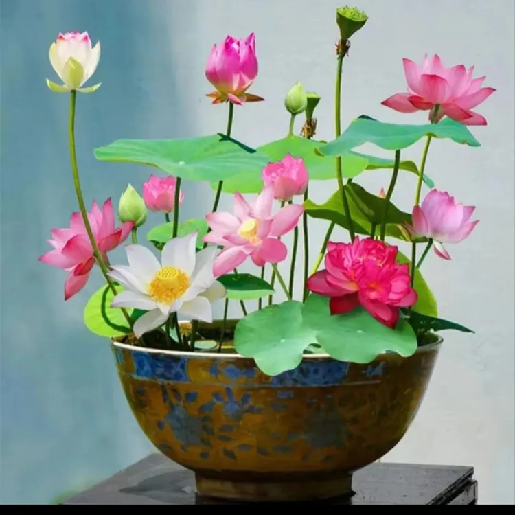 【水培莲花种子】莲花种水培植物四季种植易活室内盆栽好养荷花种子
