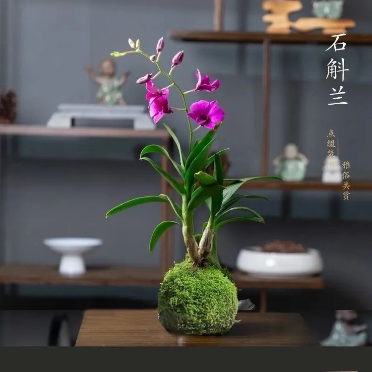 【七彩香水石斛兰】四季开好养兰花绿植浓香型石斛花卉懒人水培盆栽