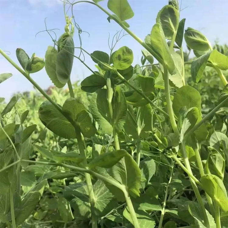四季豌豆尖种子家庭豌豆苗豌豆苗籽蔬菜种子高产春季简单易种好吃