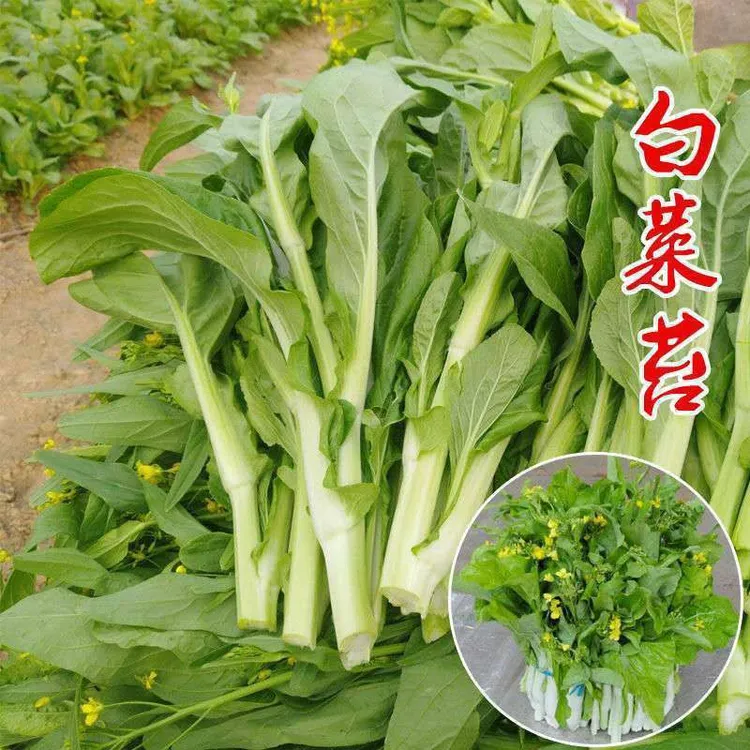 【白菜苔种子】菜种种籽苔菜四季菜心菜苔绿色蔬菜孑菜芯莱菜籽菜种商品图