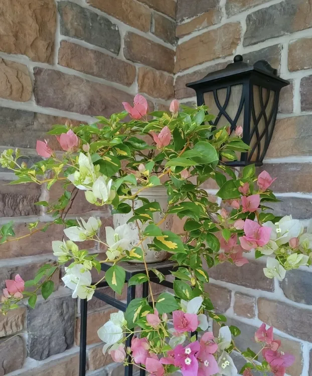 金星橙白三角梅小苗袋苗四季开花勤花好养活包对版