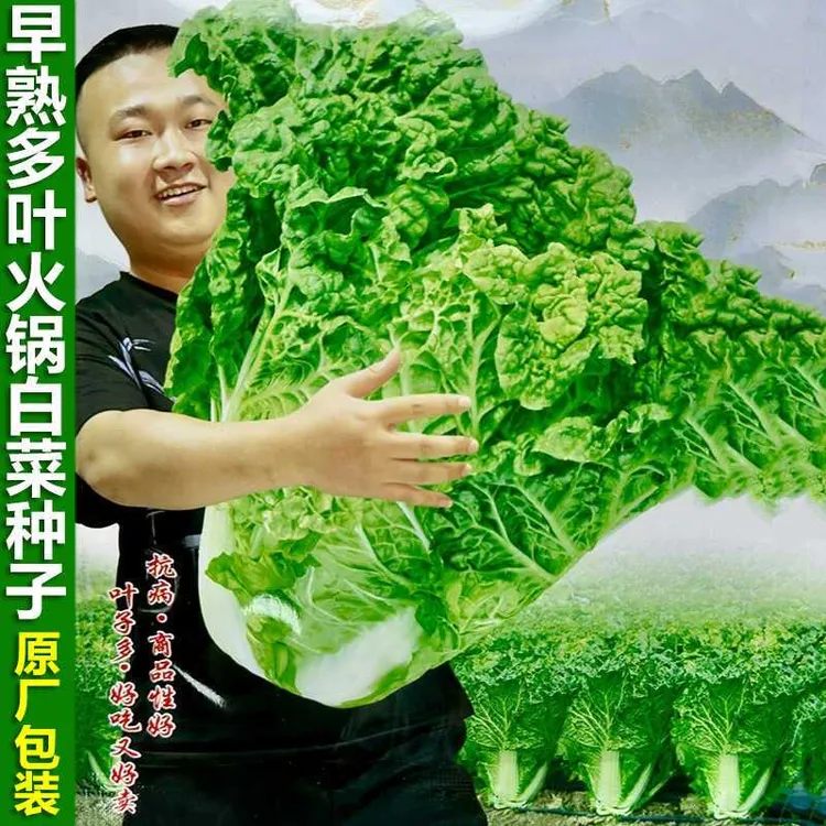 多叶火锅大白菜种子皱叶麻叶结球大白菜种籽大田夏秋播蔬菜种孑子