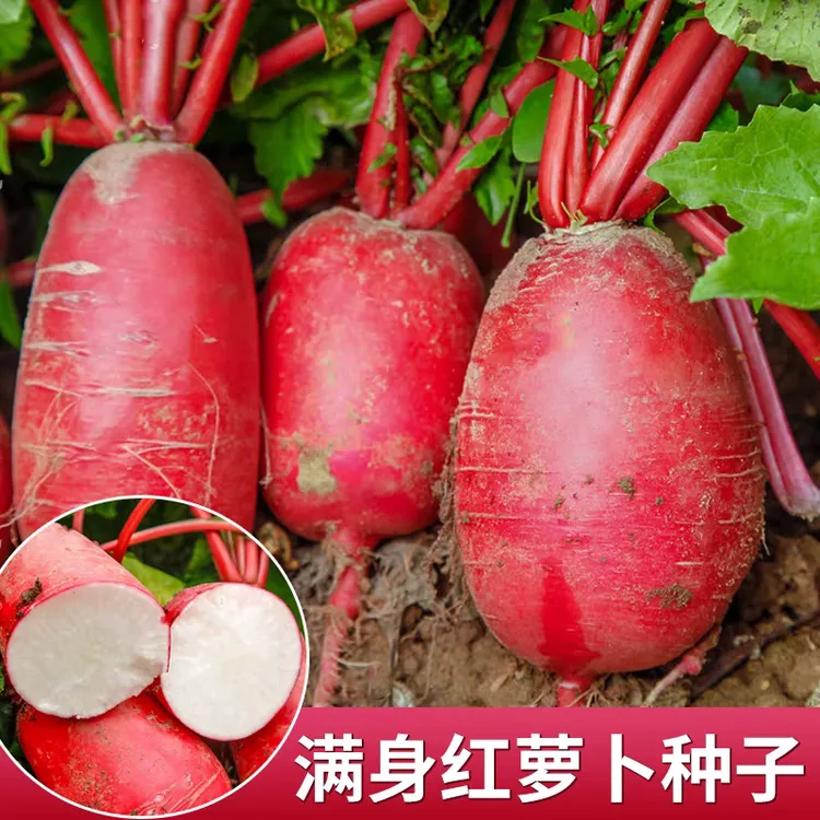 满身红水果萝卜种子红皮白肉萝卜种籽春季夏季秋季四季播蔬菜种籽