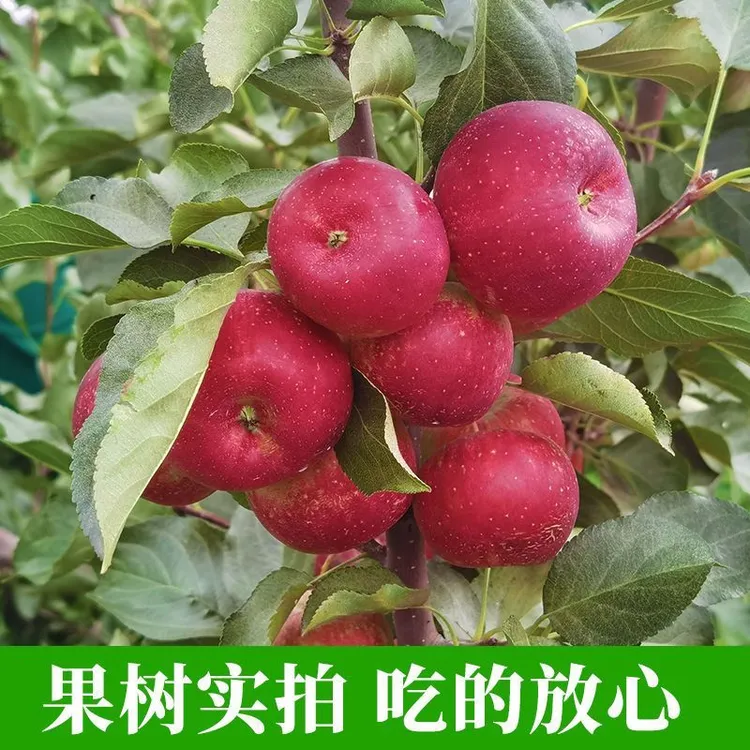东北龙丰大秋果东北特产龙丰果批发酸甜脆正宗嘎啦苹果大果丑苹果