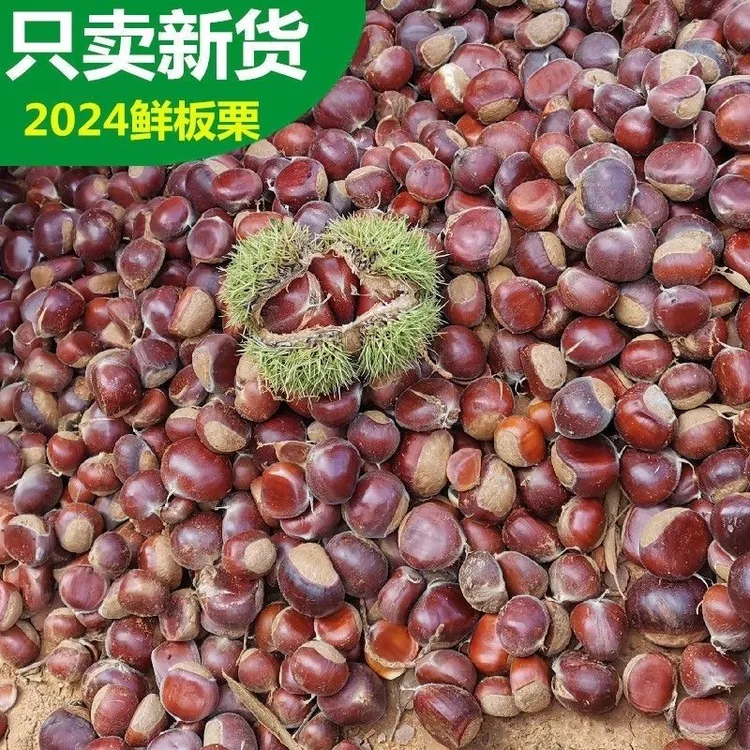 【顺丰包邮】萍乡新货野生板栗现摘新鲜带壳生栗子毛栗子油栗锥栗