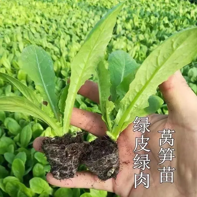 莴笋秧苗莴苣苗农家秋冬耐寒圆叶青皮红皮绿肉莴笋苗蔬菜苗现挖