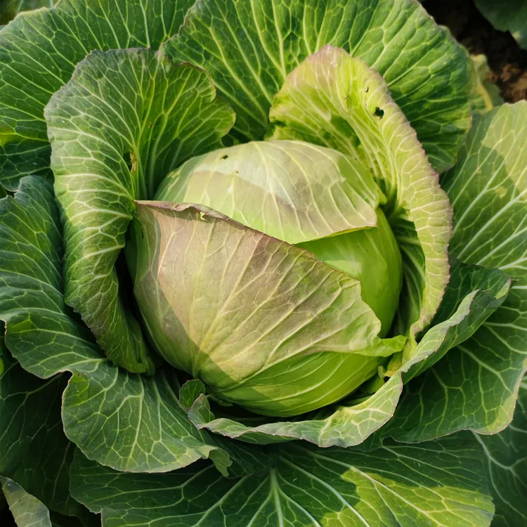 包菜湖北天门农家肥自种卷心菜现挖现发应季打霜新鲜蔬菜4-5斤