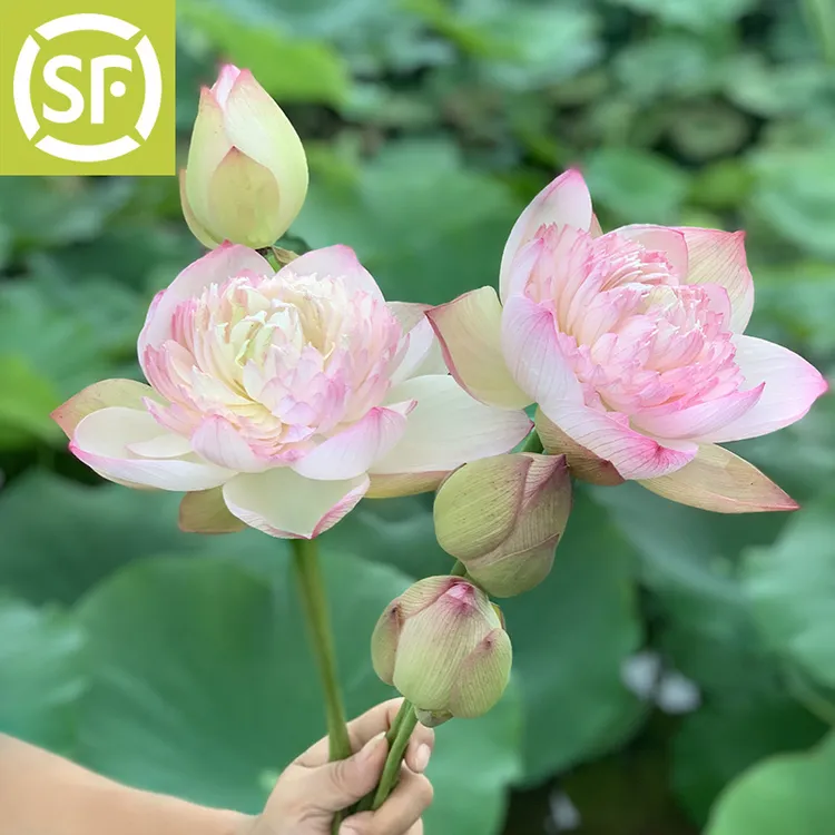 荷荷美美重瓣新鲜荷花鲜切花插花真荷叶现摘莲花批发花束莲蓬花苞