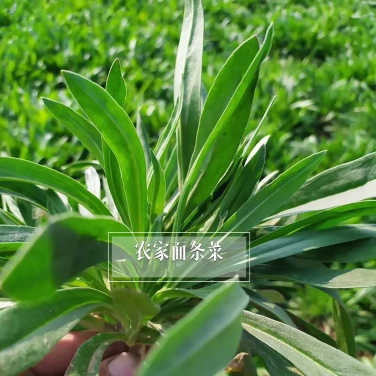 农家面条菜种子野菜阳台盆栽家庭小院种植青菜蔬菜春季多年生春秋
