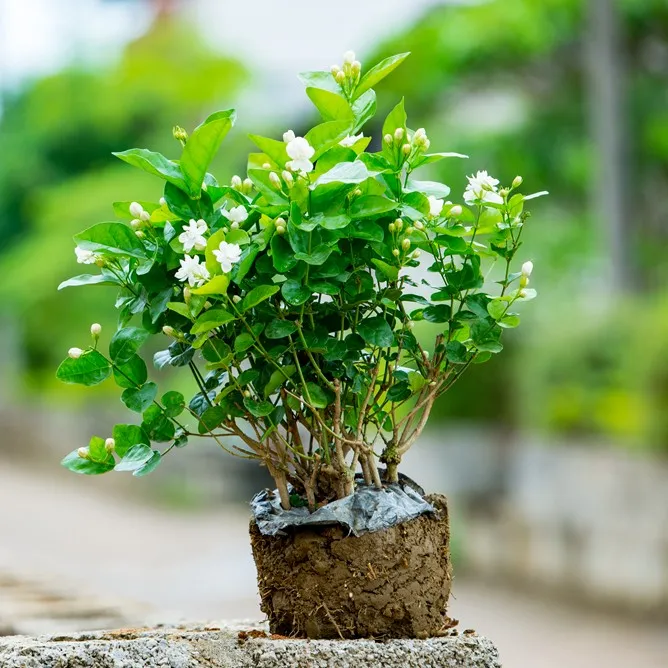 茉莉花盆栽茉莉花苗基地直发室外阳台庭院花卉绿植