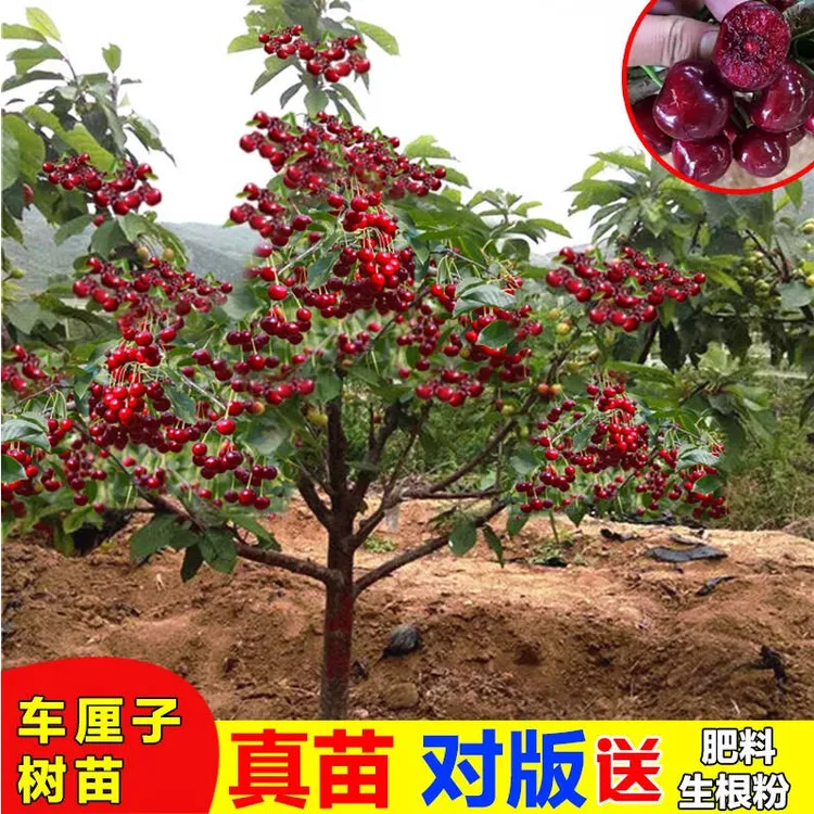 车厘子枸骨树大樱桃苗，盆栽地栽，都可以，南北方都可以种植