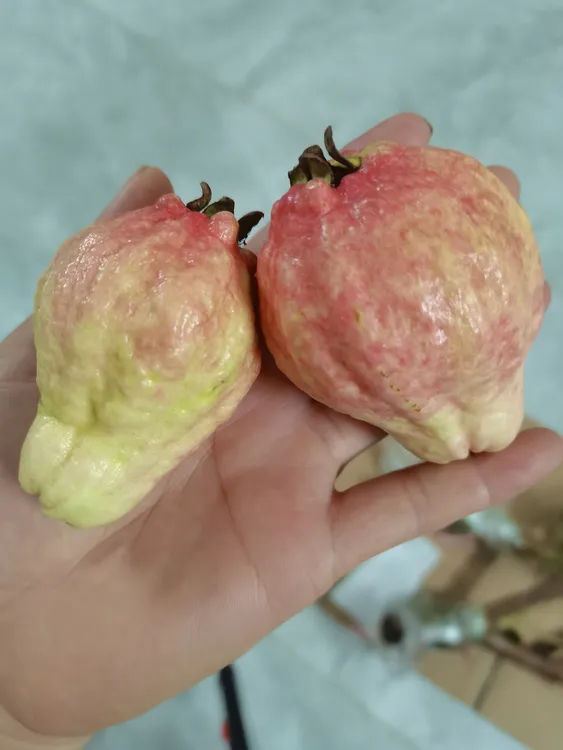 广东胭脂红大叶红四季红番石榴软心鸡屎果红皮白肉新鲜水
