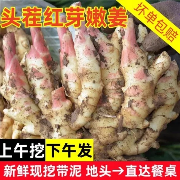 山东新鲜红芽嫩姜子姜现挖嫩姜芽醋姜腌制泡姜鲜嫩仔姜