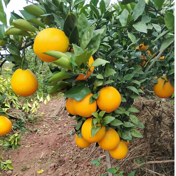 赣南脐橙信丰产区新鲜现采脐橙汁水充足酸甜可口5斤尝鲜装