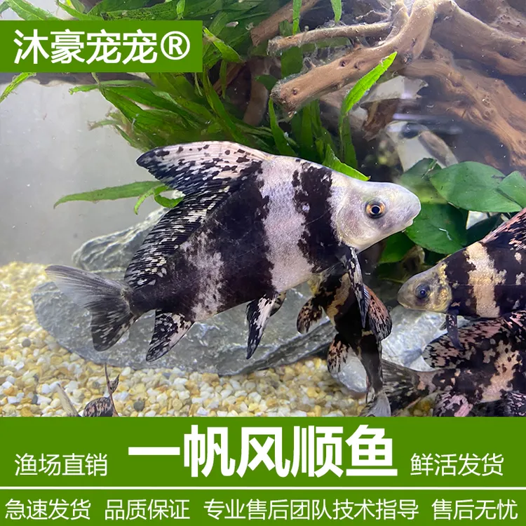 沐豪宠宠【运营推荐】一帆风顺鱼观赏鱼冷水鱼淡水鱼好养耐活清道夫