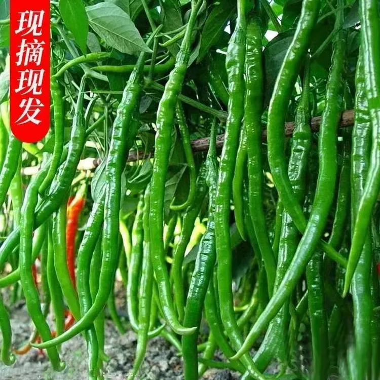 中辣辣椒青线椒二荆条线椒批发1.5斤3斤5斤装辣椒新鲜尖辣椒