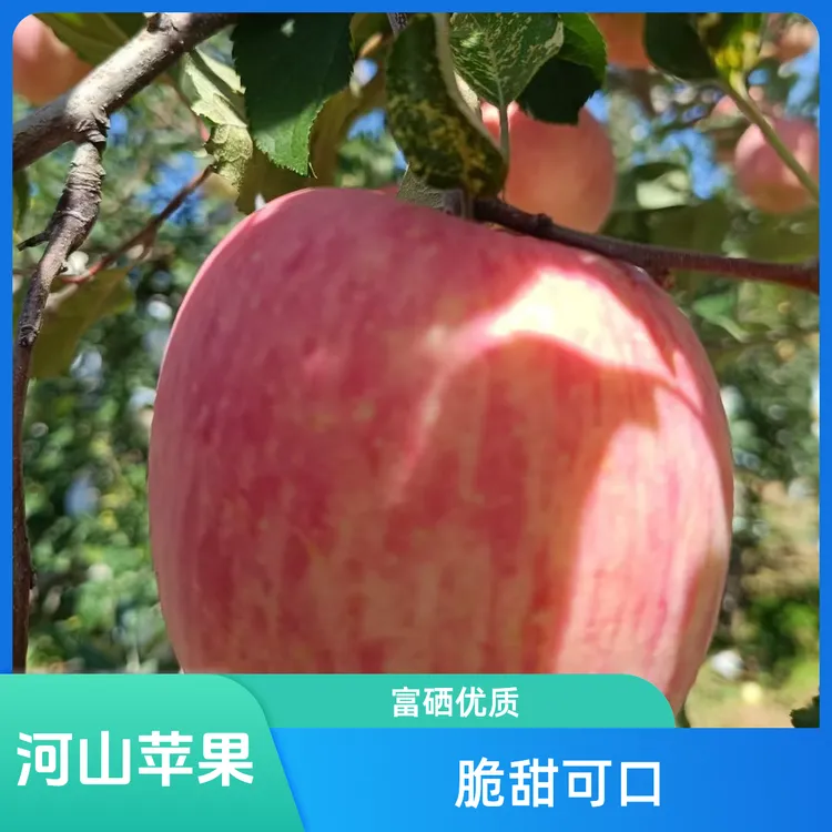 正宗灵宝寺河山红富士果农自产自销天然富硒脆甜爽口新鲜水果