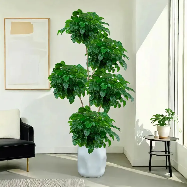 精品造型五层幸福树老桩绿宝盆栽大绿植办公室客厅净化甲醛空气