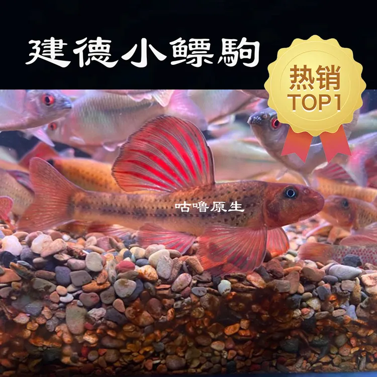 建德小鳔鮈 原生鱼冷水鱼工具鱼除藻不加温底栖鱼活体发货