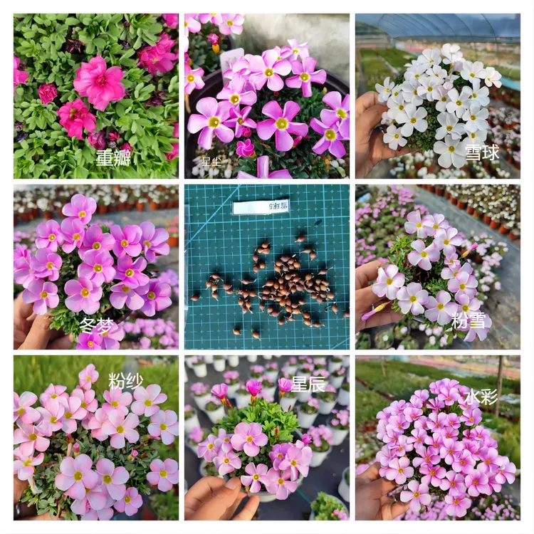 【秋植】酢浆草种球 桃之辉 冰莹雪球粉纱重瓣 喵小痩家 基地直发