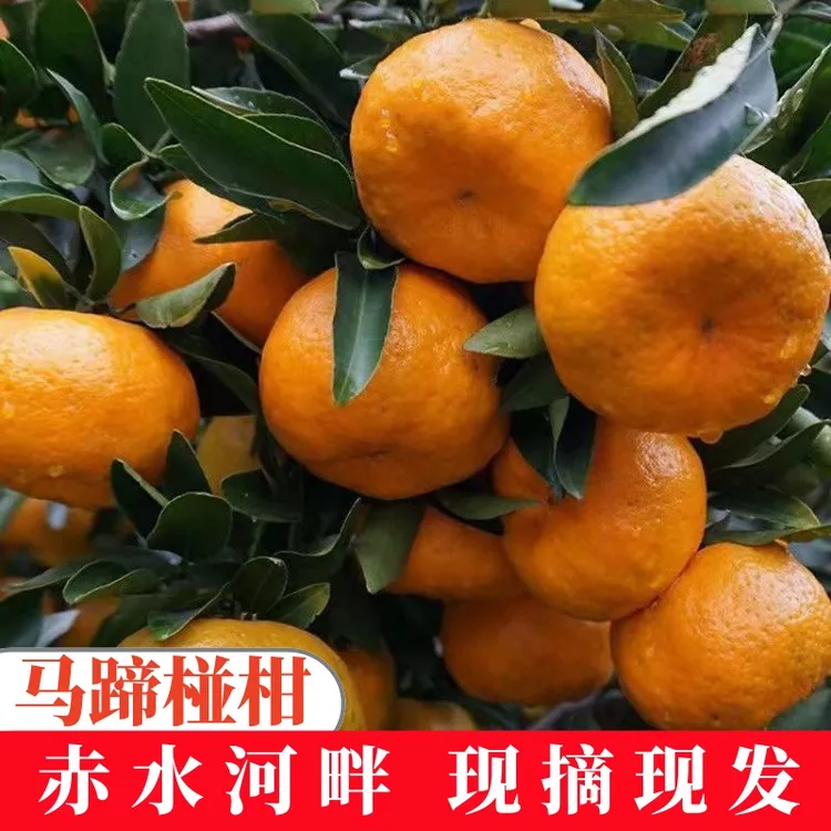 古蔺马蹄椪柑新鲜桔子现摘现发高山种植碰柑当季水果带箱10斤包邮