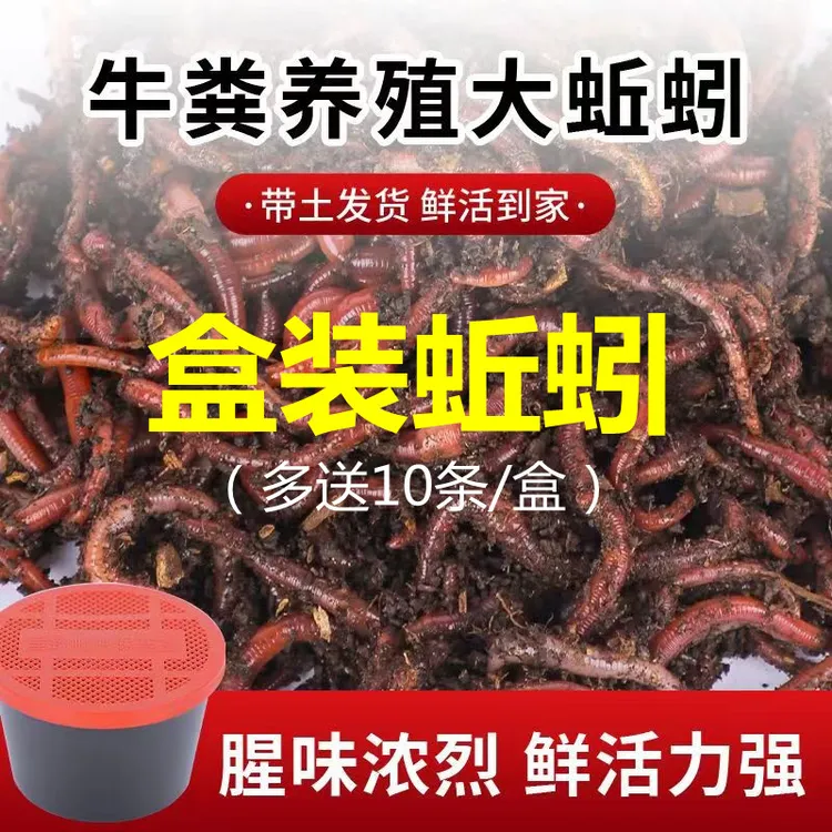蚯蚓活饵鲜活红虫垂钓鱼饵料夏季鲫鱼鲤鱼野钓黑坑鱼料打窝料鱼食