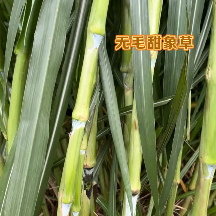 无毛甜象草 高产牧草 无绒毛 牛羊鸡鸭鹅适用