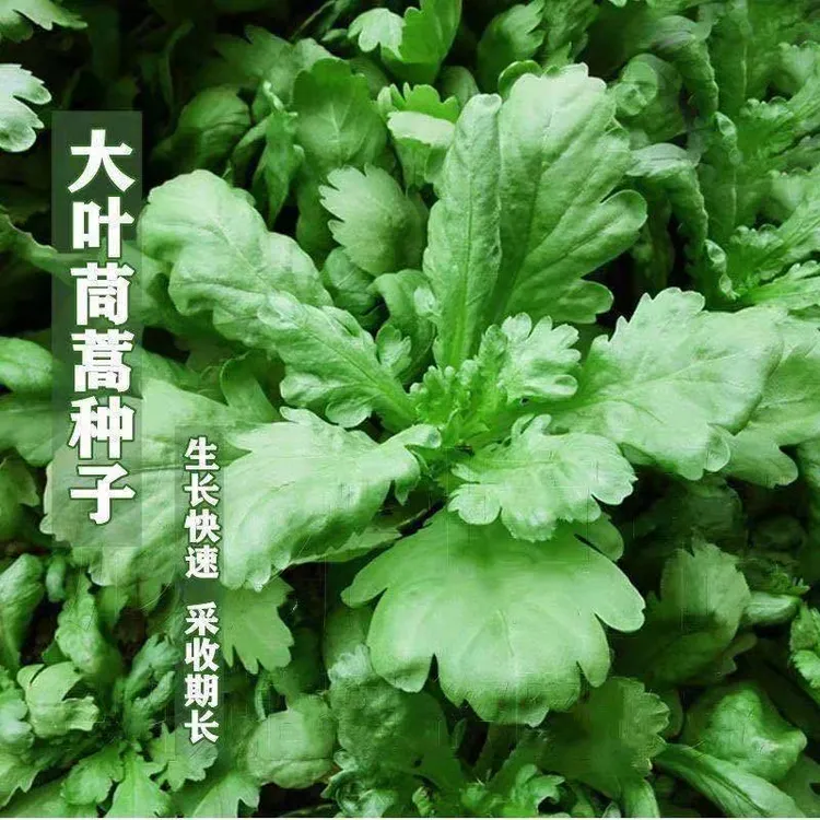 大叶茼蒿种子皇帝菜春夏秋冬盆栽阳台四季耐寒高产农家青蔬菜种子