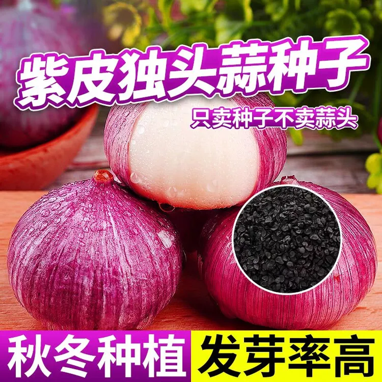紫皮独头蒜种子农家大蒜种籽红根蒜苗种孑四季种植良种盆栽蔬菜种