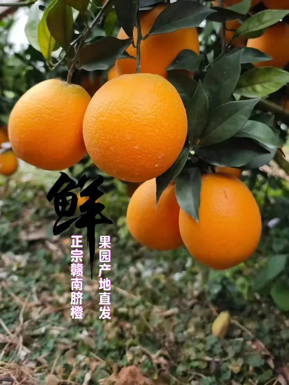 江西赣州正宗赣南脐橙果园产地新鲜当季采摘直发