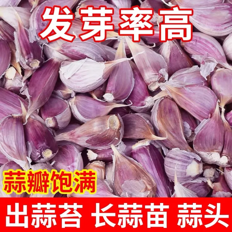 江西紫皮大蒜种新鲜干大蒜头独头蒜红根蒜苗苔笨蒜种子老品种精选