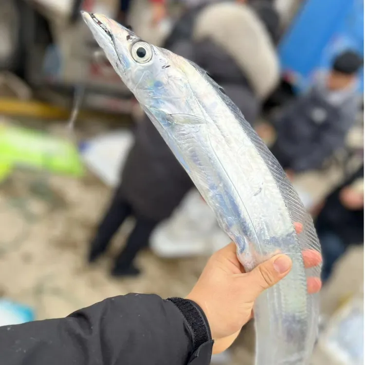 【舟山海鲜】新鲜东海钓带 1斤以上/条  5条起拍 顺丰包邮
