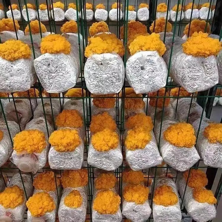 金耳菌种可食用菌菌包家庭大量种植蘑菇菌棒槐耳金脑花蘑菇种植包
