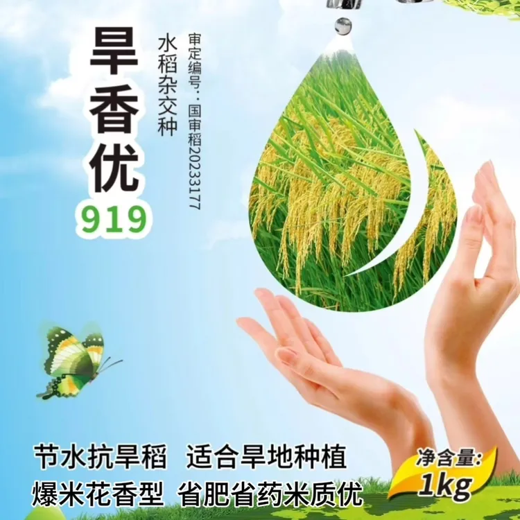 旱香优919高产640公斤杂交优质香稻120天鄂豫皖审定其他地区慎拍