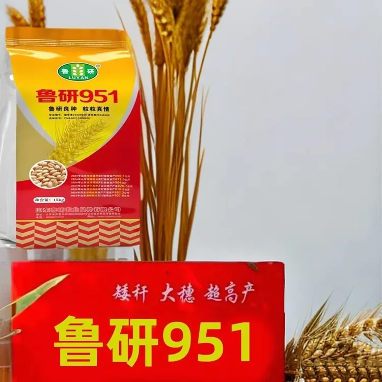 山东农科院主推品种国审鲁研951大穗抗冻抗倒高产耐寒小麦种子