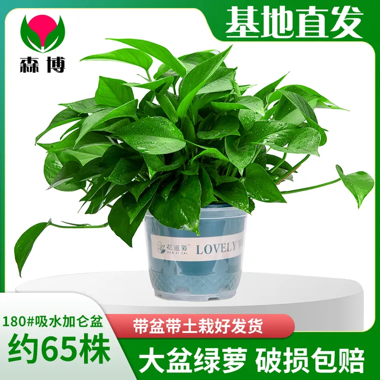 绿萝盆栽室内客厅绿植花卉家用净化空气绿箩植物室内绿植盆栽室内