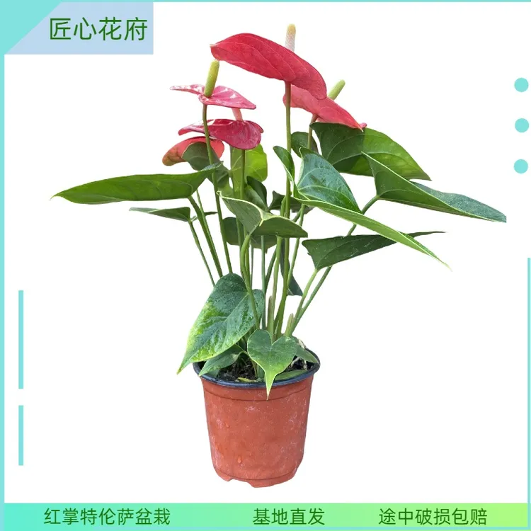 红掌特伦萨绿植盆栽花卉盆景室内室内客厅花卉盆栽鲜花多肉好养