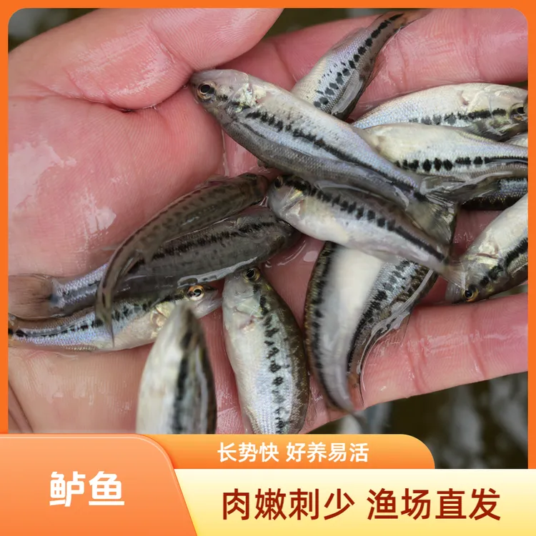 【活体】鲈鱼（4-10cm）观赏鱼淡水鱼冷水鱼