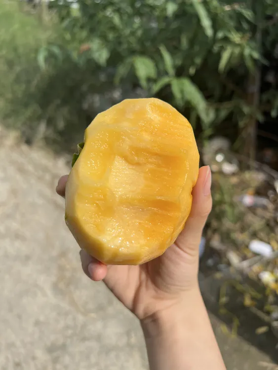 【湖州女人帮】太秋脆柿 脆甜多汁不涩嘴 当季引进水果